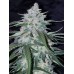 Pineapple Express Auto - FastBuds